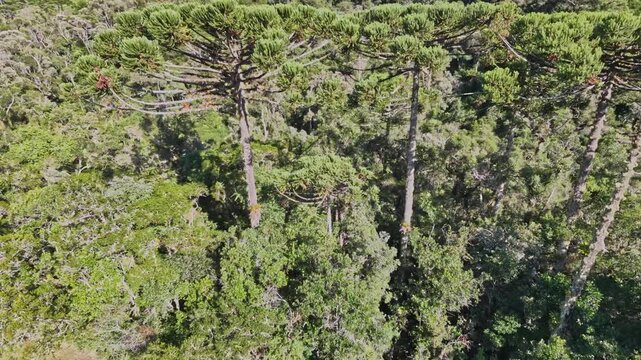 Aerial view of a brazilian rainforest with Araucaria trees