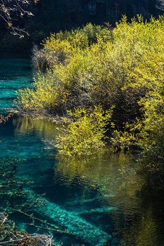 Golden Shrubs in Blue Water