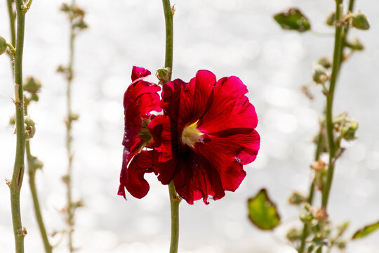 rose tremiere -0002