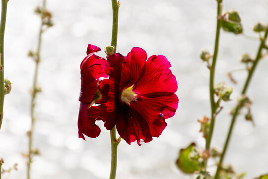 rose tremiere -0003