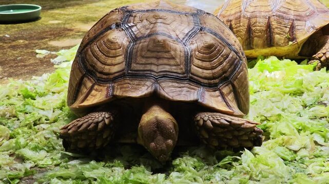 Giant tortoises in the enclosure.