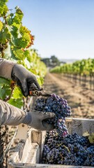 Grapes being harvested in vineyard, showcasing farming and agriculture © dvoevnore