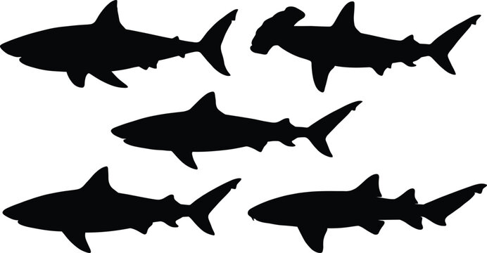 Shark silhouette set featuring hammerhead and great white species for marine wildlife conservation and ocean adventure design concepts
