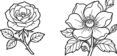 Floral arrangement black and white rose and hibiscus line art © MST