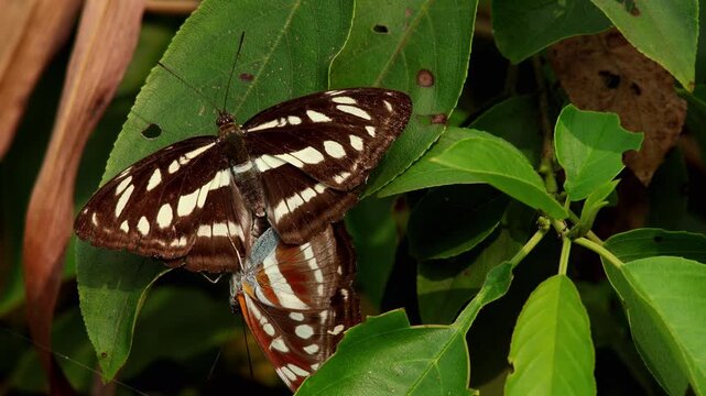 Closeup video featuring a Himalayan hill sergeant butterfly (Athyma opalina) breeding pair on a green leaf during daylight in its natural forest habitat in Himachal Pradesh, India, during autumn.