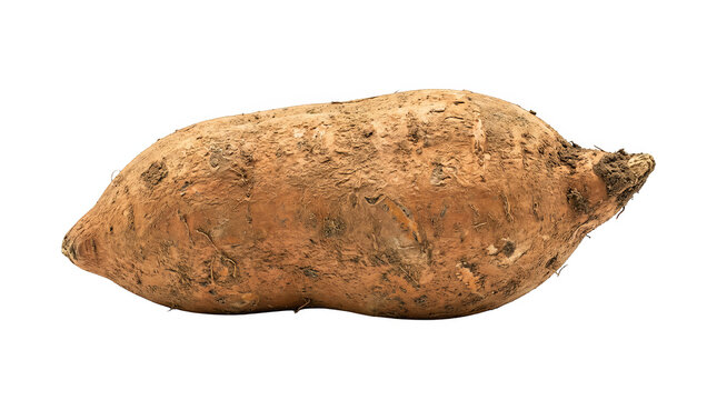 Whole Fresh Raw Sweet Potato with Textured Brown Skin