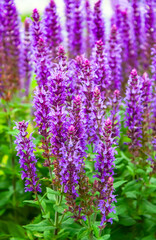 Fototapeta premium Beautiful blooming purple Salvia nemorosa flowers in sunny garden. Close up of vibrant purple woodland sage (Salvia nemorosa) .