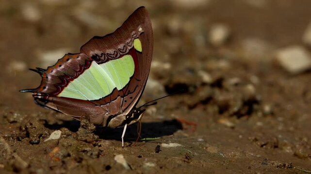 A closeup wildlife video featuring the beautiful Common nawab butterfly (Polyura athamas) puddling on moist forest ground during daytime in autumn in Himachal Pradesh, India.
