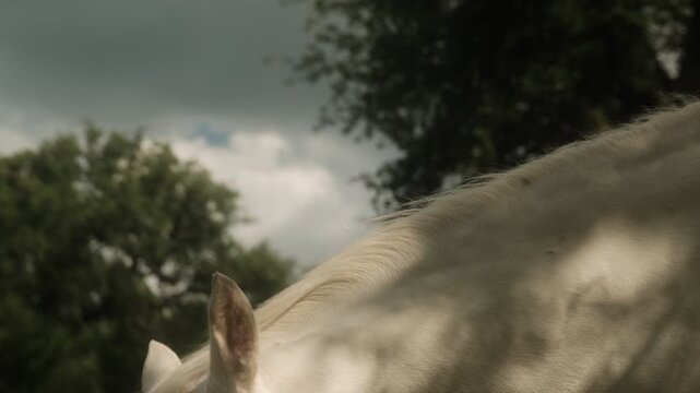 White horse head moving slowly around on Texas farm closeup, friendly pet animal.