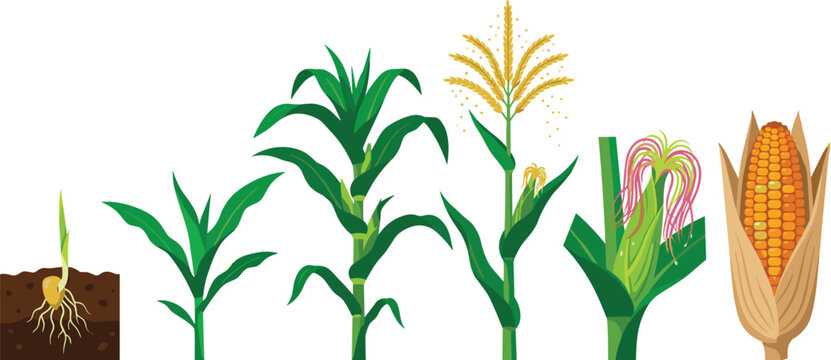 Corn Plant Growth Stages Collection with Seed Germination, Vegetative Development, Flowering, Pollination, Ear Formation, and Harvest Vector Illustration