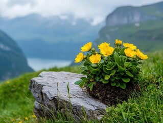 Obraz premium Alpine landscape with rugged cliffs and hardy flowers surviving in thin soil