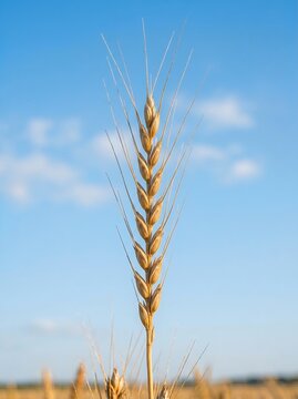 Spelt wheat