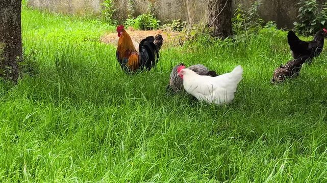 colorful rooster and a flock of free-range chickens, including white, black, and speckled hens, pecking and foraging for food in tall, vibrant green grass on a traditional rural farm