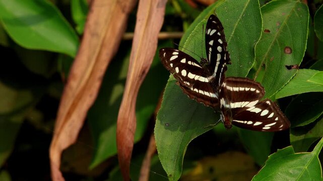 Closeup video of a Himalayan hill sergeant butterfly (Athyma opalina) mating pair resting naturally on a green plant leaf during daytime in its native habitat in Himachal Pradesh, India.
