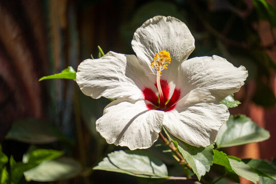 Close up of a red and white hibiscus flower in the Getsemani neighborhood, Cartagena, Colombia