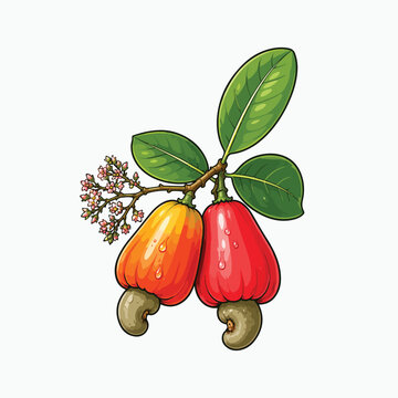 Jambu mete botanical cashew vector illustration