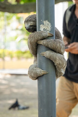 Fototapeta premium Brown-throated sloth (Bradypus variegatus) climbing a light pole in Centennial Park in Cartagena, Colombia