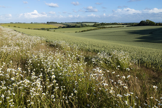 Oxeye daisies growing wild next to arable farmland growing wheat on the Berkshire Downs, East Garston, Berkshire, England, United Kingdom, Europe