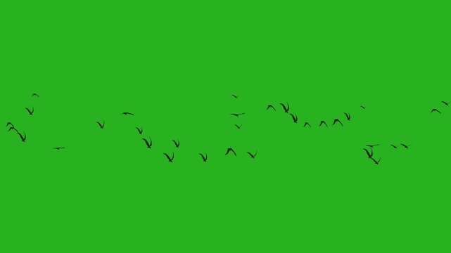 A flock of bird silhouettes flying freely across a vibrant green chroma key background. 