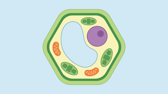 Diagram of a Plant Cell Showing Internal Organelles.
