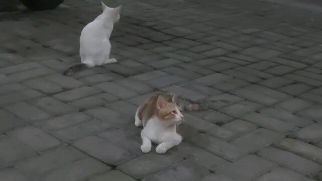 two domestic cats playing together on a paving background 
