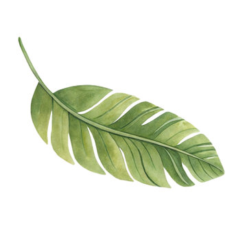 Watercolor illustration of a single green tropical palm leaf isolated on white background.