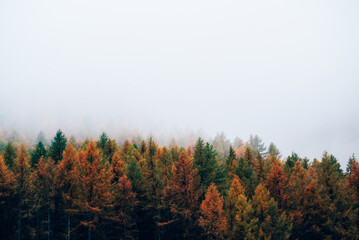 Fototapeta premium Nature background with colorful autumn forest surrounded by white haze in the Alps. Mountain landscape.