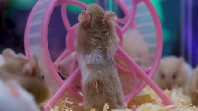 Albino rats, Marshmallow's First Spin! The Cutest Little Gentleman Does a Spin Trick,
