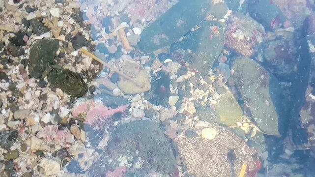 Clear tide pool water revealing colorful pebbles, coral fragments, and rocks covered in pink coralline algae on a sunny tropical beach.