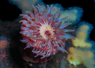 Dahlia sea anemone © Sakis Lazarides