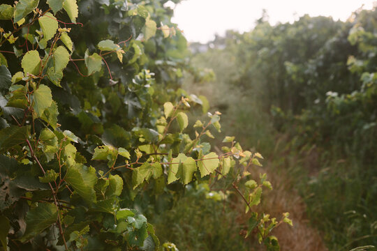 Grapevine Row in Western Cape Vineyard at Soft Morning Light