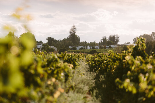 Wine Grape Vineyard Rows at Golden Hour Western Cape