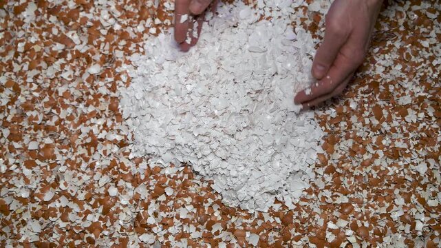 Eggshells in the hands of a farmer. They are used in agriculture as an organic fertilizer and a source of calcium. They reduce soil acidity and loosen it.