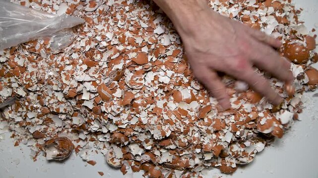 Farmer empties eggshells from a bag onto a table. They are used in agriculture as an organic fertilizer and a source of calcium. They reduce soil acidity and loosen it.