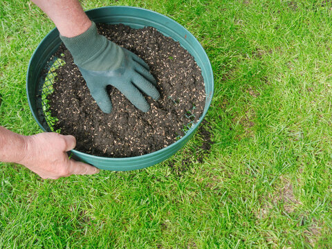 Lawn overseeding. Man spreading new grass seed with compost through a sieve over an existing lawn to fill in bare patches and make the grass thicker. Close-up view of the hand