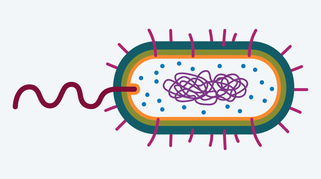 Illustrated single rod shaped bacterium with flagellum and surface structures.