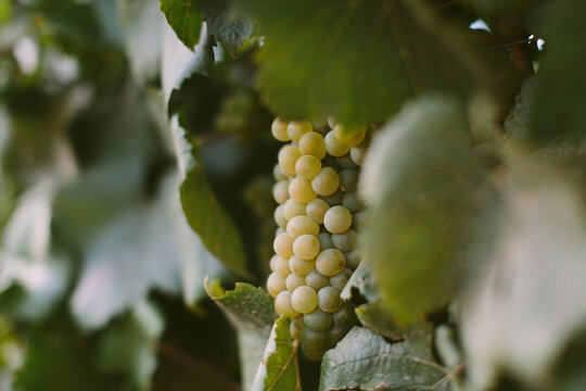 White Wine Grapes Ripening on Vine in Western Cape Vineyard