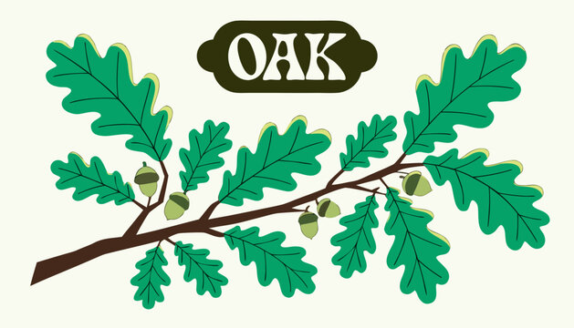 Very beautiful OAK BRANCH featuring fresh green leaves and unripe acorns growing along a sturdy branch, highlighted by soft natural light and a decorative label reading "OAK". Elegant botanical compos