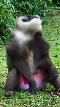 Drill monkey sitting on grass and yawning widely
