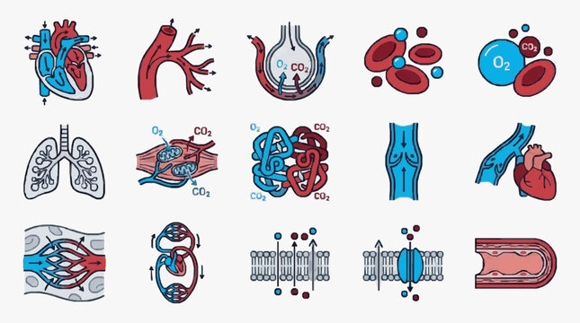 Human Circulatory System and Respiratory System Anatomy Illustrations.