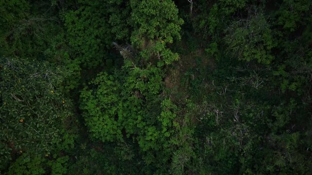 Aerial view of a lush forest in Ngebel village, Ponorogo, East Java, with dense green foliage and varying tree textures.