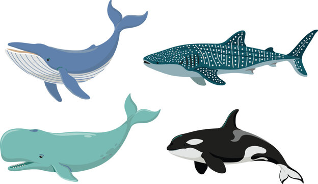 Whales and marine mammals vector illustration set with blue whale whale shark sperm whale and orca killer whale for ocean wildlife design.