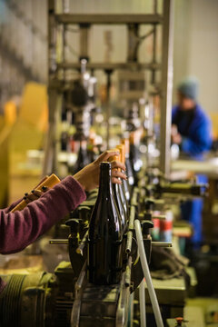 Wine Bottle Labelling on Production Line in Winery