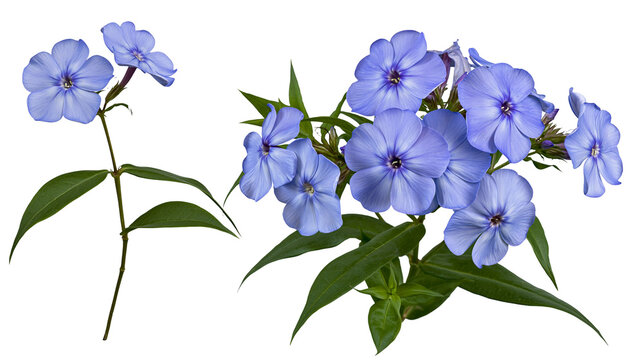 Blue phlox flowers with green leaves on white