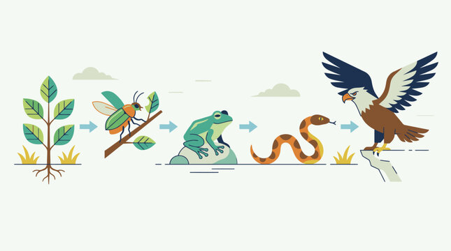 Stylized Food Chain Sequence Of Predators And Prey.