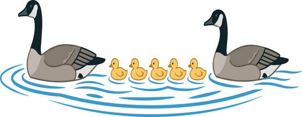 Canada geese family swimming in water, adult goose with cute yellow goslings, flat vector illustration, isolated on white background design © Mdjoshel 