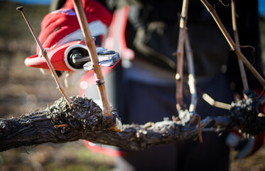 Fototapeta premium Worker Pruning Dormant Wine Grape Vine with Secateurs