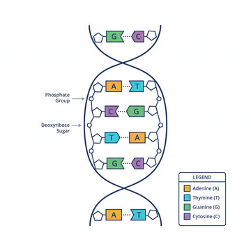 DNA Base Pairs ATGC Diagram Flat Vector, cfDNA Molecular Education Illustration