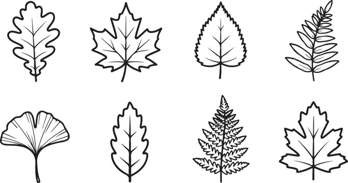 Set of eight different types of tree leaves illustration Vector