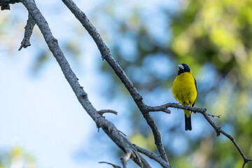 Obraz premium Native Asian grosbeak photographed in a peaceful natural habitat.